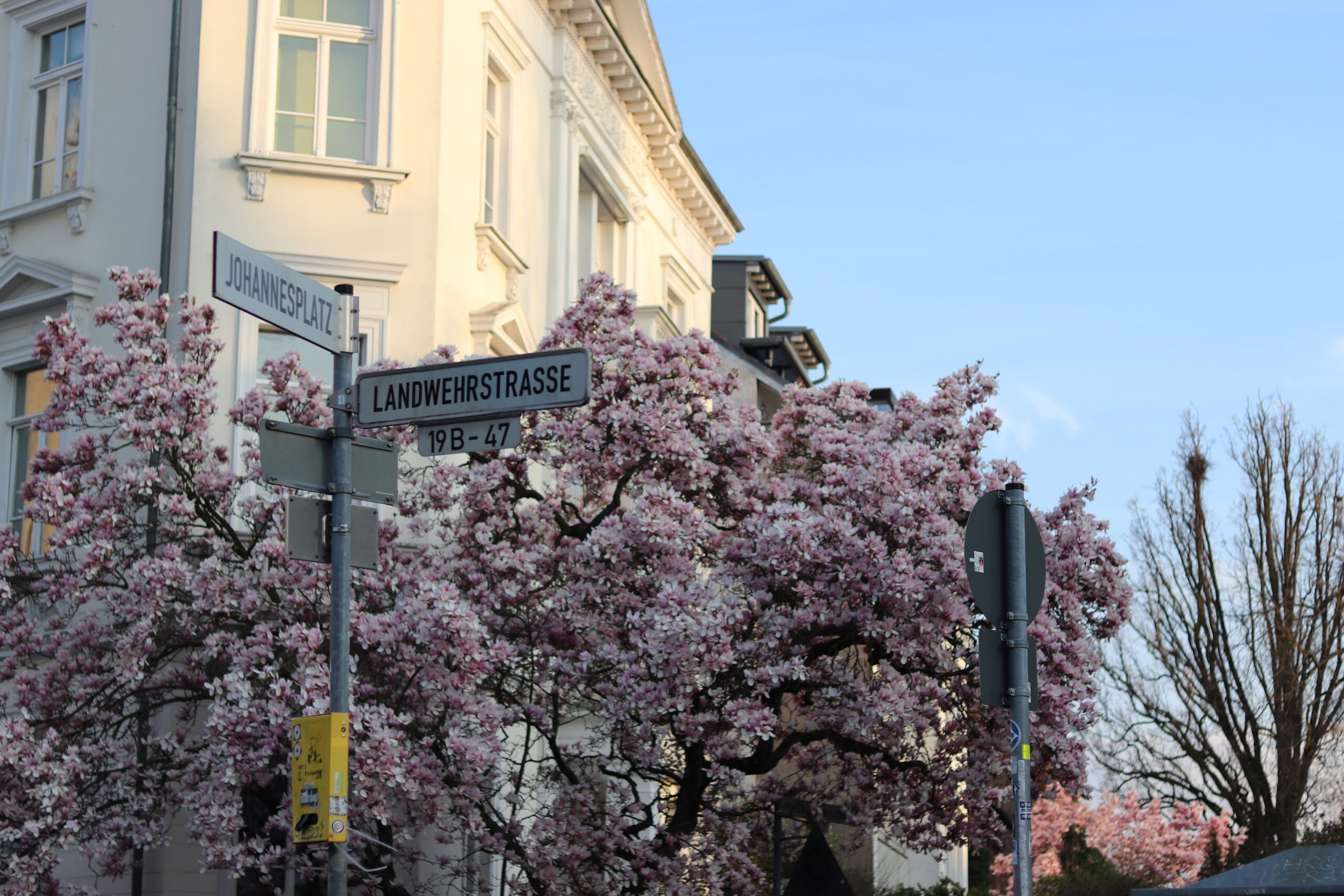 Ein Bild in Darmstadt das die Blumen auf einem Baum zeigen